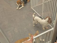 -有喵·猫咖·狗咖·30几只猫10只小狗(岗厦店)