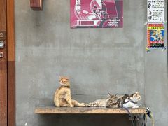 -Again Coffee Roaster(香蜜湖店)