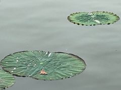 -济南大明湖景区