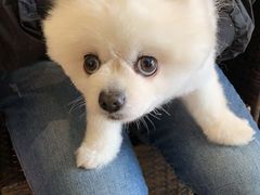 -美联众合宠物医院·爱萌分院·内外科·猫科中心