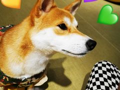 -逗柴咖啡屋·狗咖猫咖宠物桌游