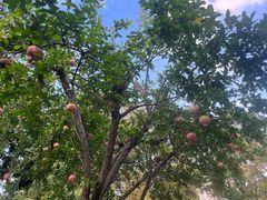 -四川大学(华西校区)