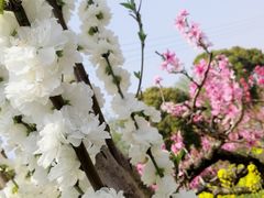 -南汇桃花村