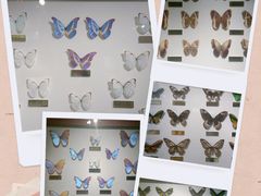 -上海昆虫博物馆