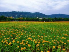-长广溪湿地公园