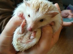 -藦茜花园宠物主题亲子互动体验馆(国顺东路店)