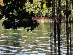 -荔湾湖公园