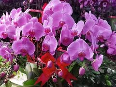 -花鸟鱼虫鲜花绿植市场(玉泉路店)