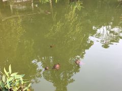 -华强电子世界(深圳二店)