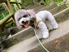 -藏龙百瀑风景区