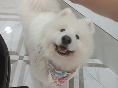 -星多哈·狗咖·拼豆·咖啡