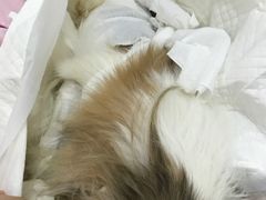 -北京观赏动物医院·24小时大型综合·猫专科·异宠专科