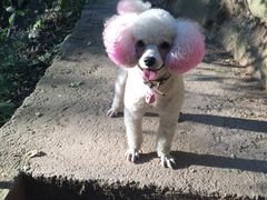 -喵宠乐园·撸猫互动·猫舍