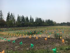 -上海长兴岛郊野公园