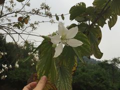 -红山村