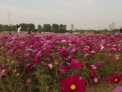 -君乐宝优致牧场