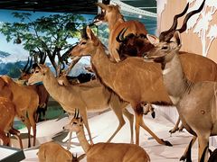 -陕西自然博物馆