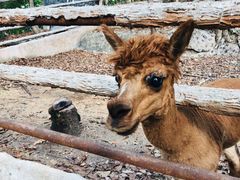 -清迈夜间动物园