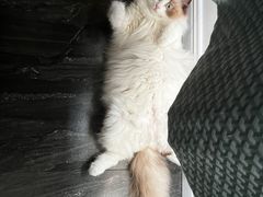 -DQ·蛋糕·冰淇淋(民勇嘉泰店)