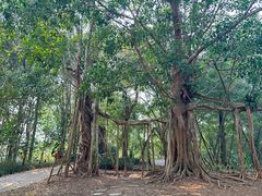 -中国科学院西双版纳热带植物园