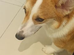 -怪兽屋·羊驼·猫咖·狗咖(俊华广场店)