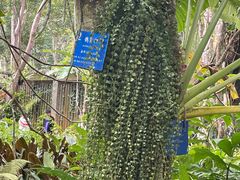 -中国科学院西双版纳热带植物园