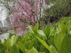 -重庆彩云湖湿地公园