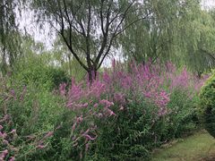 -燕郊植物园