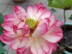 -莲花池公园