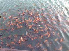 iphone_upload_pic-大明山自然探索公园
