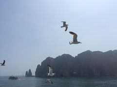 -长岛万鸟岛
