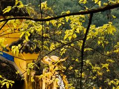 -涂山寺素食餐厅