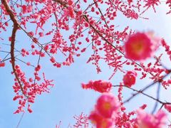 -红辣椒·川菜·火锅(大洋中心店)
