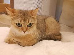 -momokira米努特·德文卷毛猫·棉花面纱犬