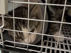 -宠福鑫康馨动物医院·骨科·眼科