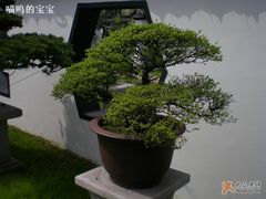 -盆景园(扬州大运河文化旅游度假区)