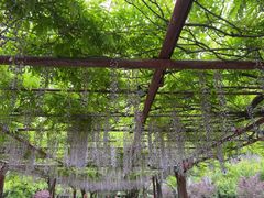 -嘉定紫藤园