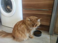 -猫十亿·布偶金渐层·曼基康矮脚猫舍(青年路店)