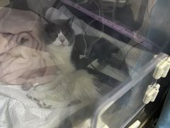 -美联众合动物医院·24h转诊中心
