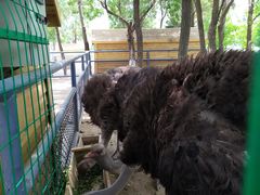 -长白岛森林公园