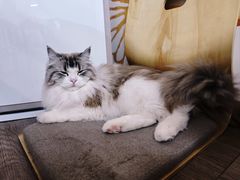 -柴迷FANS CLUB·柴犬狗咖·猫咖