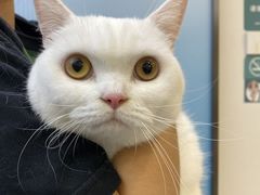 -伟伟宠物医院·CT影像中心·瑞派犬猫综合性门诊(汉口总院)