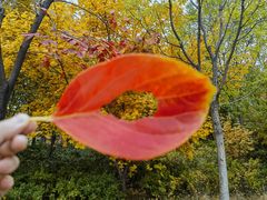-莲花池公园