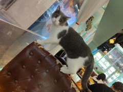 -猫小院猫主题餐厅(三里屯店)