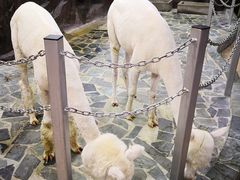 -上海大自然野生昆虫馆(东方明珠·爬宠昆虫探索中心)