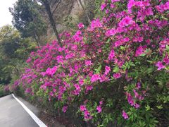 -梧桐山风景名胜区