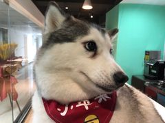 -Husky Go! 哈士奇体验馆·宠物咖啡厅狗咖