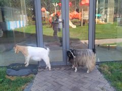 -廊坊固安福朋喜来登酒店