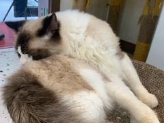 -喵喵咪呀布偶猫咖(春熙路店)