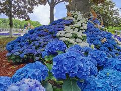 -上海鲜花港